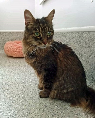 long-haired brown tabby cat sitting on grey vinyl floor