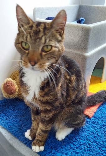 short-haired brown tabby cat with white fur on chest sitting on blue fleece blanket in cat pen