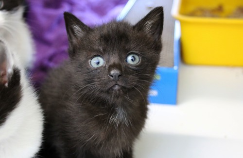 black kitten with blue eyes