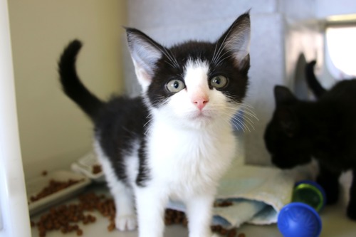 black-and-white kitten