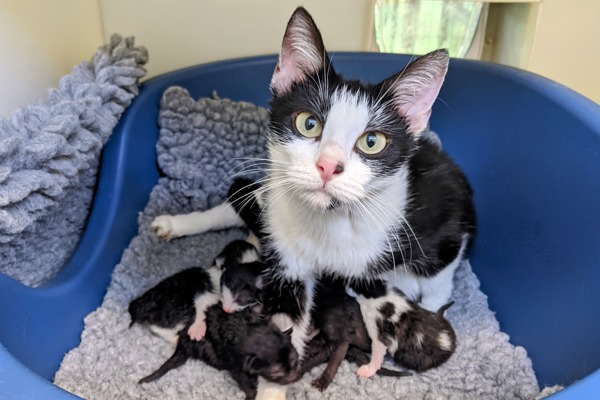 Kittens with spooky names for Halloween season are thriving