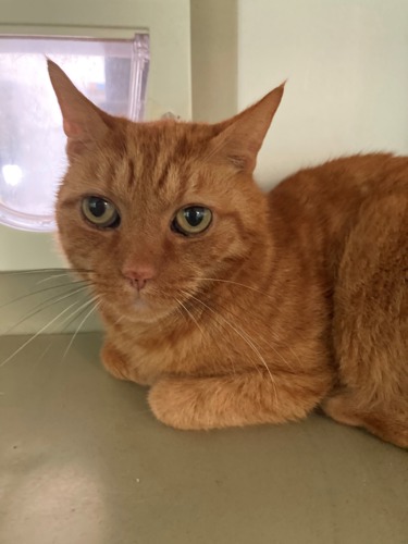 ginger tabby cat lying inside cat pen