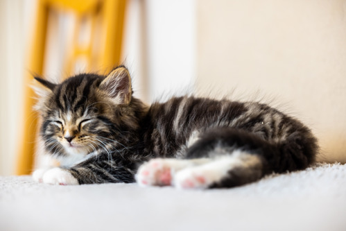 brown-and-white tabby kitten asleep