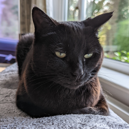 A black cat sat in the 'cat loaf' position with its paws ticked under its body on a grey blanket