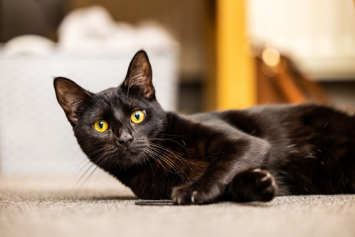 black cat lying on floor