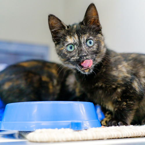 tortoiseshell cat licking their lips standing next to a blue plastic cat bowl