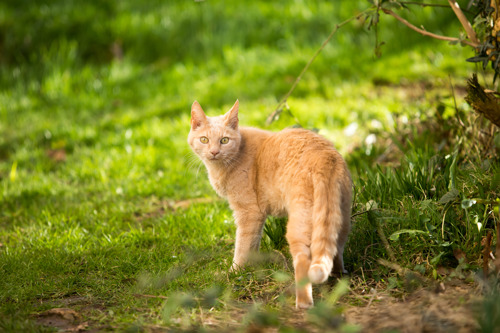 ginger cat walking on grass outdoors