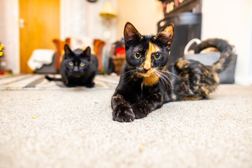 A tortoiseshell cay laying on grey carpet with a black cat crouching in the background