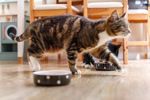 side view of a brown-and-white tabby cat walking. You can see a slight pouch on their tummy just in front of their black legs