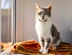 Tabby White Cat On A Blanket