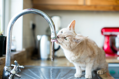 light ginger tabby cat drinking water straight from a silver kitchen tap