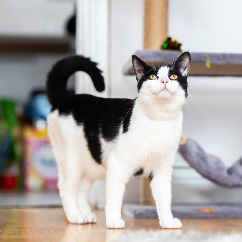 black-and-white cat standing up with their black tail curved in an arch behind them