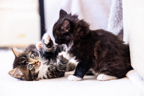 A long-haired brown tabby kitten playfighting with a long-haired black-and-white kitten