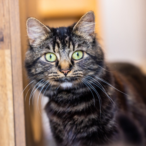 brown tabby cat looking at the camera with green eyes and long white whiskers