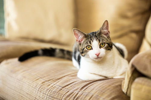 brown-and-white tabby cat sat on a brown sofa