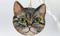 Craft for Cats - Pottery painting