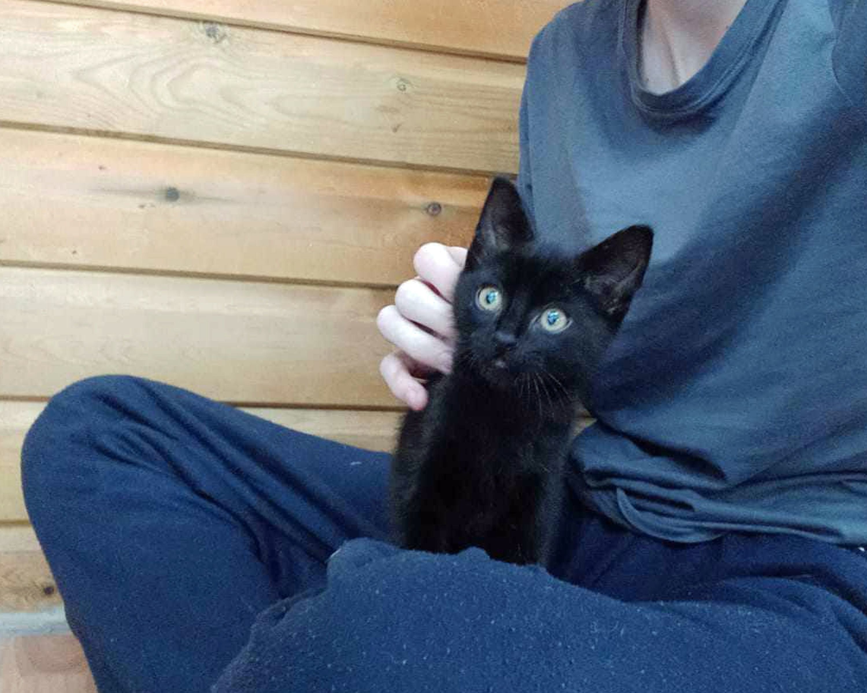 ‘Miracle’ kittens thriving after being found abandoned in carrier on Christmas Eve