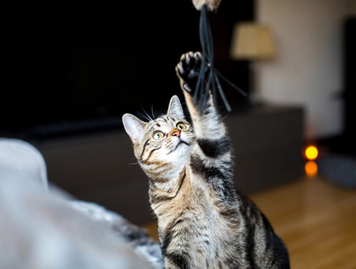 Tabby cat playing with toy