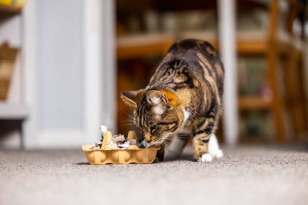 How to make a food puzzle for your cat to play with