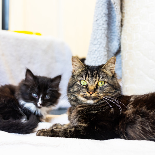 long-haired brown tabby cat and long-haired black-and-white kitten