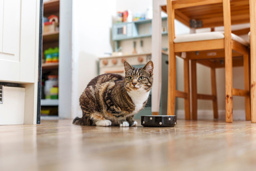 brown-and-white tabby cat sat behind ceramic food bowl on wooden floor