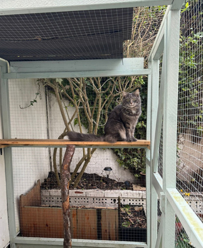 A long-haired grey tabby cat sat on a wooden shelf inside a catio