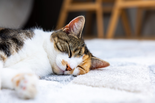 relaxed tortoiseshell-and-white cat lying on a carpet asleep