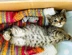 Kitten In Box With Knitted Blanket