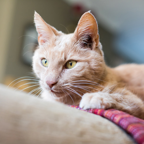 light-coloured ginger tabby cat with long white whiskers