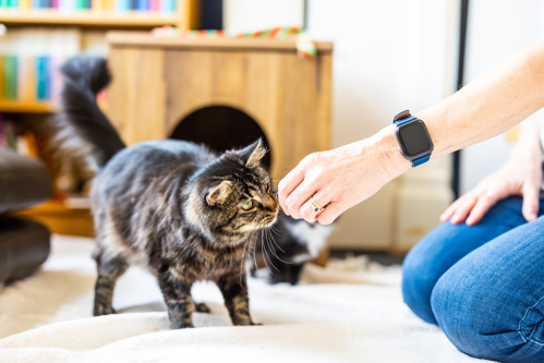 person kneeling on floor with their hand held out. A long-haired brown tabby cat it standing in front of them sniffing their hand