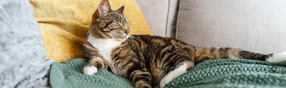 cat on sofa