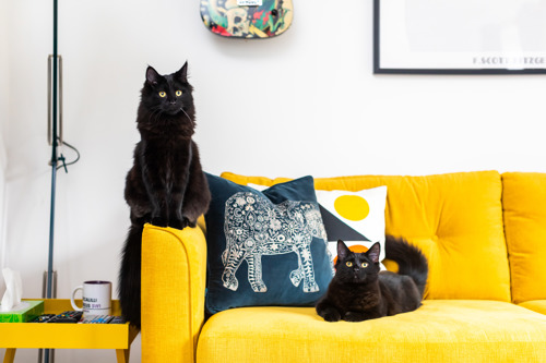 A long-haired black cat sitting on the arm of a yellow sofa. Another long-haired black cat is laying on the yellow sofa