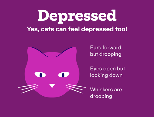 An infographic about a cat feeling depressed